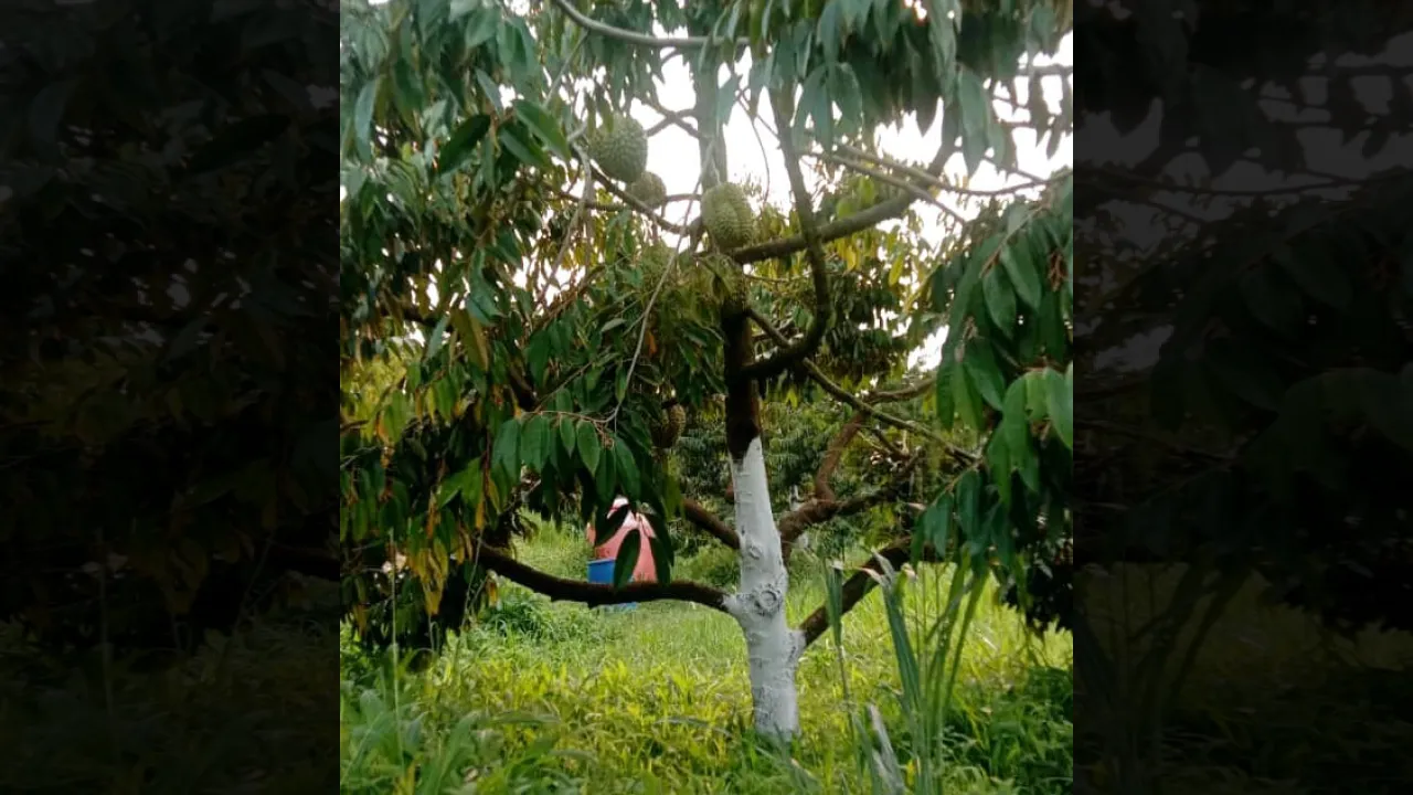 Kebun Taruko di Sirukam